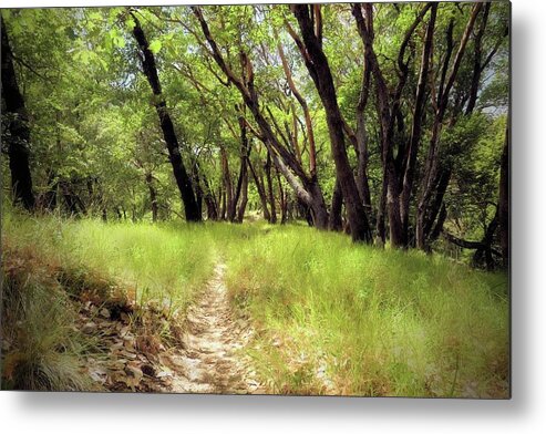 Madrone Forest Metal Print featuring the photograph Madrone Trail by John Parulis