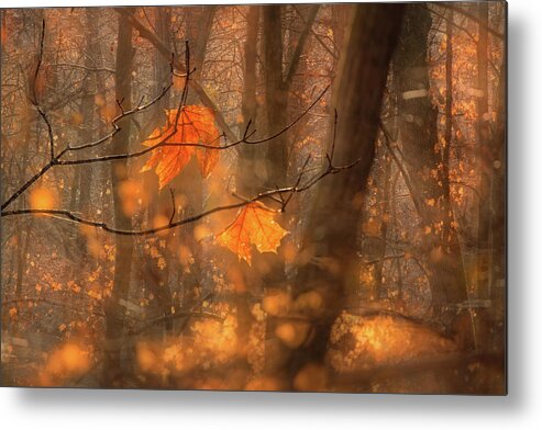 Fall Metal Print featuring the photograph Magic Forest by Robert Charity