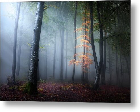 Morning Metal Print featuring the photograph Magic tree in dark blue foggy forest by Toma Bonciu