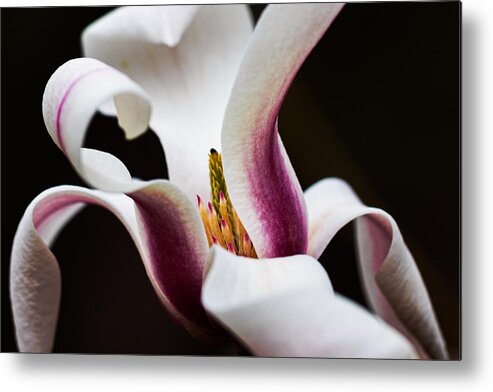 Magnolia Metal Print featuring the photograph Magnolia Bloom by Carrie Hannigan