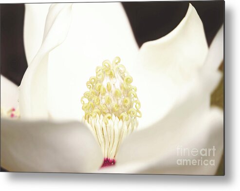 Magnolia Metal Print featuring the photograph Magnolia Grand by Kimberly Chason