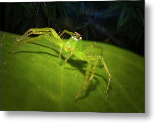 Magnolia Green Jumping Spider Metal Print featuring the photograph Magnolia Green Jumping Spider by Mark Andrew Thomas