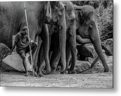 Elephant Metal Print featuring the photograph Mahout and the Elephants by Arj Munoz
