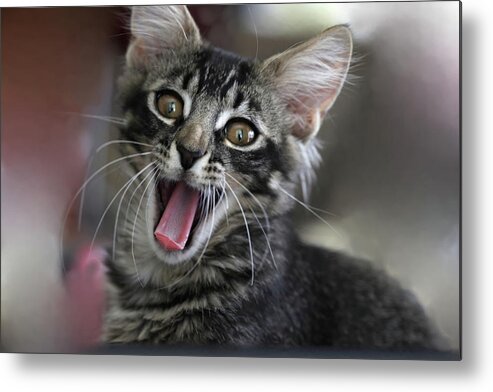 Maine Coon Metal Print featuring the photograph Maine Coon Cat 5 by Mingming Jiang