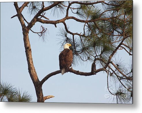 Bald Eagle Metal Print featuring the photograph Majestic Eagle by Jayne Carney