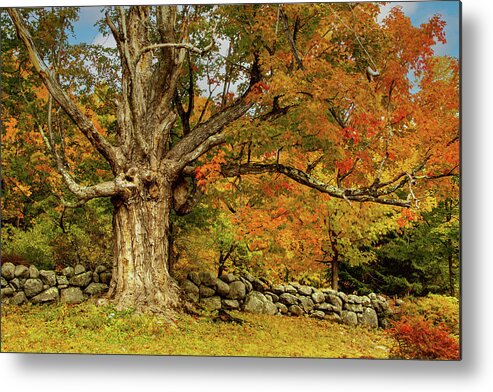 Hillsborough Nh Metal Print featuring the photograph Majestic Maple Fall Colors by Jeff Folger