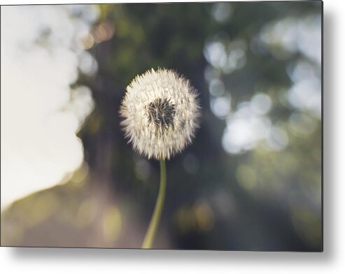 Dublin Metal Print featuring the photograph Make a wish... by Catherine MacBride
