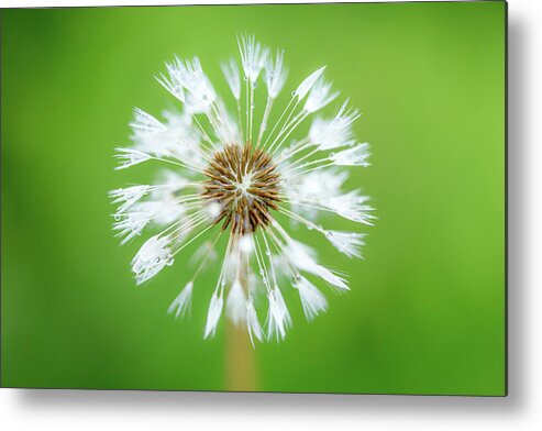 Abstract Metal Print featuring the photograph Make A Wish - on Green by Anita Nicholson