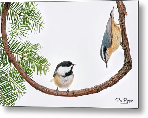 Birds Metal Print featuring the photograph Making an Entrance? by Peg Runyan