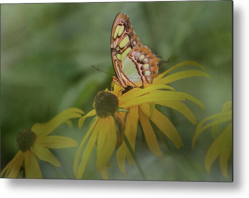 Butterfly Metal Print featuring the photograph Malachite Butterfly Through the Leaves by Patti Deters