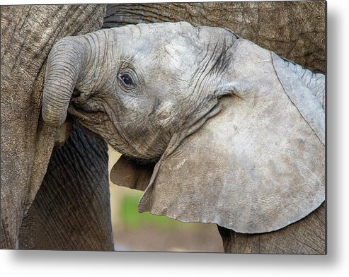 Elephant Calf Metal Print featuring the photograph Male African Elephant calf Nusu by Gareth Parkes