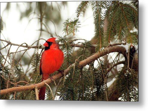 Male Cardinal Metal Print featuring the photograph Male Cardinal by Laurie Lago Rispoli