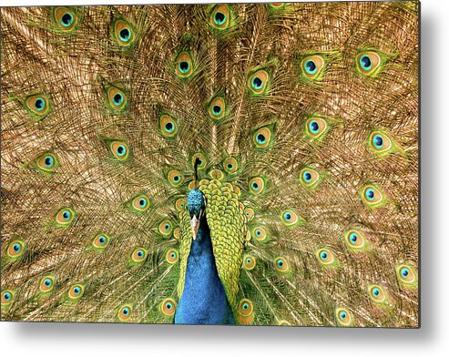 Male Peacock Colorful Metal Print featuring the photograph Male Peacock by David Morehead