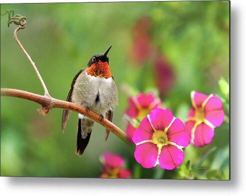 Hummingbird Metal Print featuring the photograph Male Ruby Throated Hummingbird by Christina Rollo