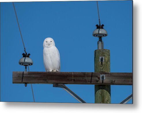 Owl Metal Print featuring the photograph Male Snowy Owl by Bill Cubitt