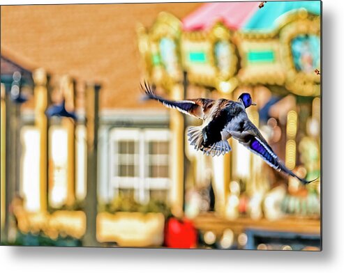 Texture Metal Print featuring the photograph Mallard duck and carousel by Geraldine Scull