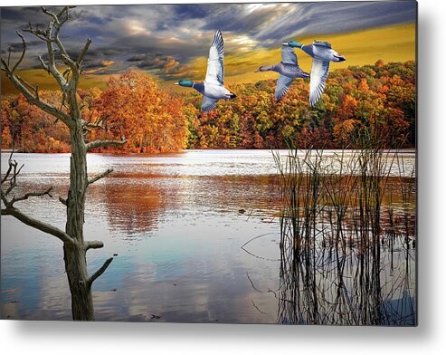 Mallard Metal Print featuring the photograph Mallard Ducks Flying over an Inland Lake in Autumn by Randall Nyhof
