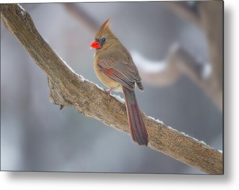 Bird Metal Print featuring the photograph Mama Cardinal In The Snow by David Downs