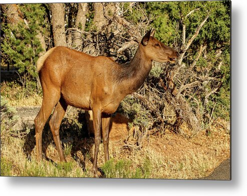2020 Metal Print featuring the photograph Mama Elk calling to Calf by Dawn Richards