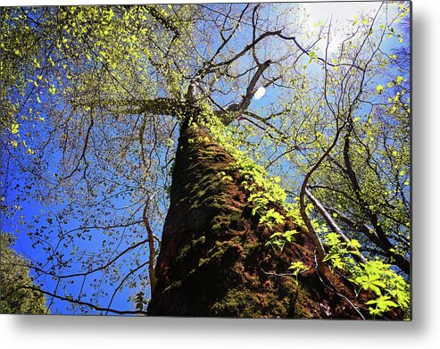Sycamore Metal Print featuring the photograph Mammoth Sycamore by Steven Nelson