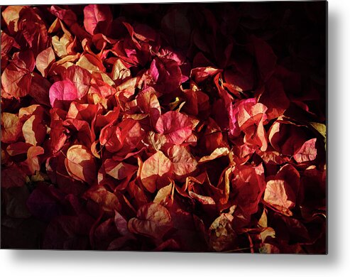 Bougainvillea Metal Print featuring the photograph Mantle of Bougainvillea Flowers by Angelo DeVal