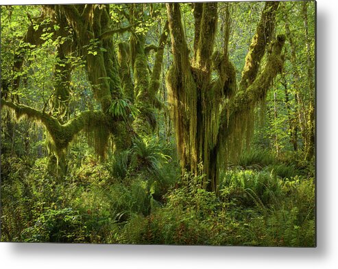 Washington Metal Print featuring the photograph Maple Glade Moss Madness by Alexander Kunz