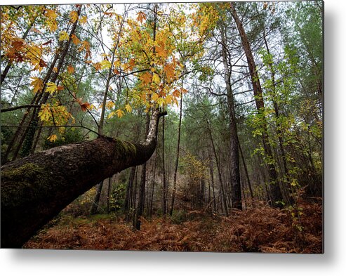 Autumn Metal Print featuring the photograph Maple tree with yellow leaves in autumn in a forest . Troodos Cyprus by Michalakis Ppalis