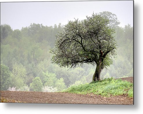 Trees Metal Print featuring the photograph Marilla Tree by Don Nieman