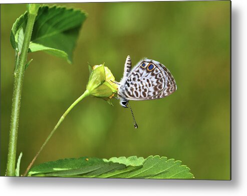 Butterfly Metal Print featuring the photograph Marine Blue by Gary Yost