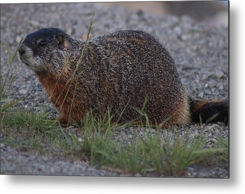 Marmot Metal Print featuring the photograph Marmot 2 by Yvonne M Smith