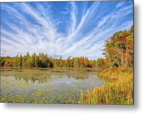 New Hampshire Lakes Region Metal Print featuring the photograph Marshlife New Hampshire Lakes Region by Juergen Roth