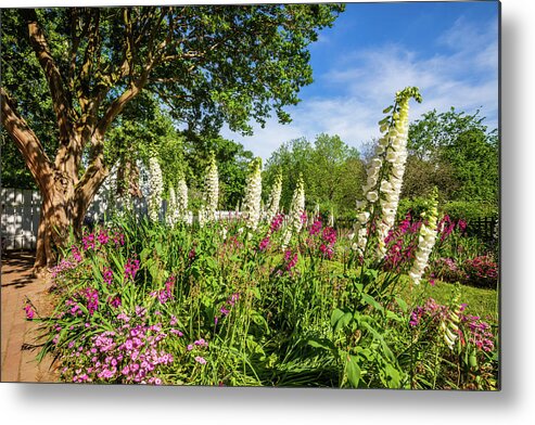 Colonial Williamsburg Metal Print featuring the photograph May Day at the Taliaferro-Cole Garden by Rachel Morrison