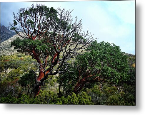 Texas Metal Print featuring the photograph McKittrick Canyon Trees by George Taylor