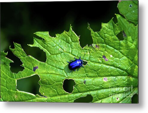 Agriculture Metal Print featuring the photograph Metallic Blue Leaf Beetle On Green Leaf With Holes by Andreas Berthold