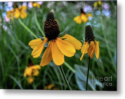 Coneflower Metal Print featuring the photograph Mexican Hat Wild Flowers by Diana Mary Sharpton