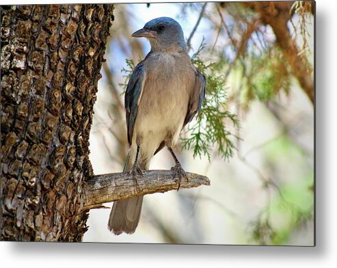 Bird Metal Print featuring the photograph Mexican Jay by Jason Judd
