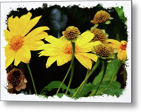 Flower Metal Print featuring the digital art Mexican Sunflower by Chauncy Holmes