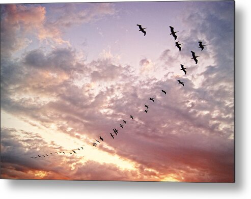 Pelican Metal Print featuring the photograph Mexico Campeche pelicanos by Www.infinitahighway.com.br