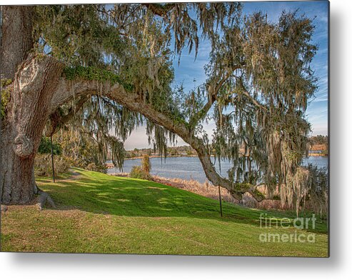 Live Oak Tree Metal Print featuring the photograph Middleton Oak Stretching to the Ashley River by Dale Powell