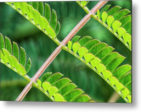 Mimosa Metal Print featuring the photograph Mimosa Leaves in the Croatan by Bob Decker