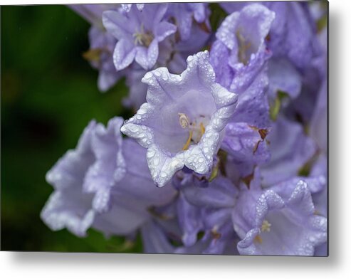 Astoria Metal Print featuring the photograph Mist on Canterbury Bells by Robert Potts