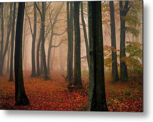 Balkan Mountains Metal Print featuring the photograph Misty Autumn Forest by Evgeni Dinev