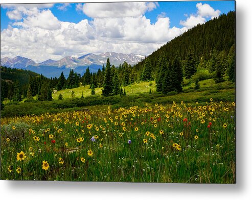 Jeremy Rhoades Metal Print featuring the photograph Mixed Flowers by Jeremy Rhoades