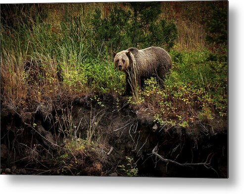 Landscape Metal Print featuring the photograph Moma Bear on North Fork by Craig J Satterlee