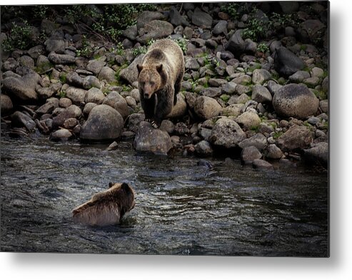 Grizzly Metal Print featuring the photograph Moma Bear Scolding Baby Bear by Craig J Satterlee