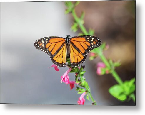 Nature Metal Print featuring the photograph Monarch Butterfly by Robert Wilder Jr