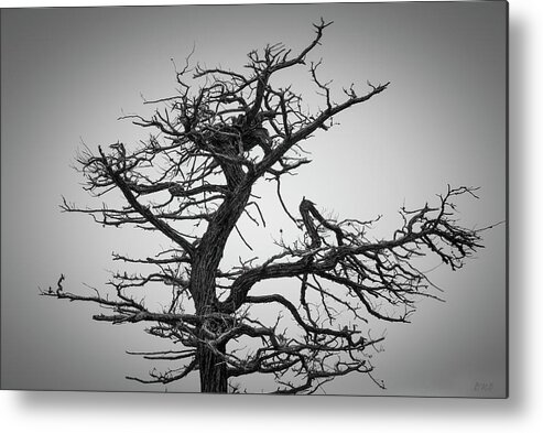 17 Mile Drive Metal Print featuring the photograph Monterey Peninsula VII BW by David Gordon