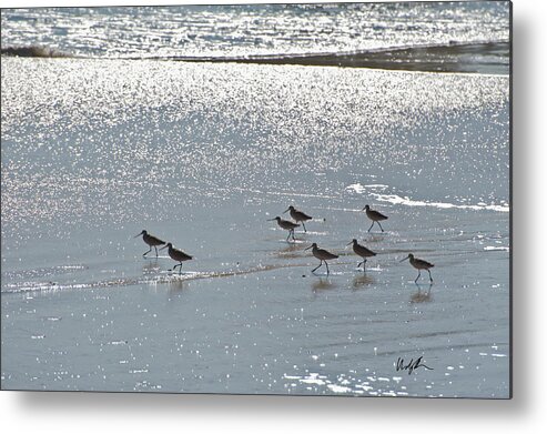 Pelicans Metal Print featuring the photograph Monterey Sandpipers by Windy Osborn