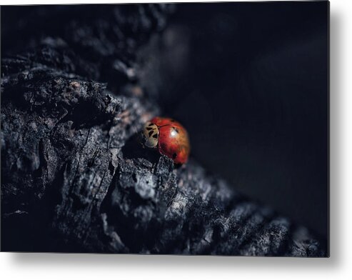 Mountain Metal Print featuring the photograph Moody Lady Bug by Go and Flow Photos