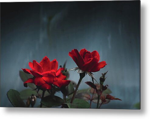 Art Metal Print featuring the photograph Moody Red Roses by Heather Bettis
